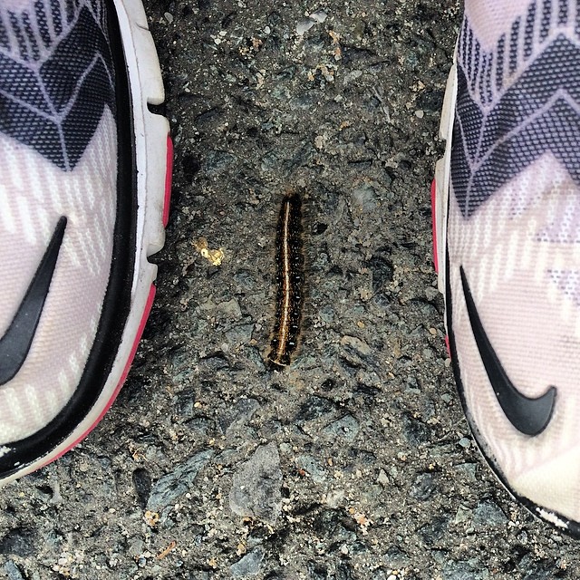 Went for a run to enjoy the cool weather (and get my #cardio in ) and it was like a game of frogger avoiding these little hairy #caterpillars- and an actual frog! He was too fast for my camera unfortch  #wildkingdom #easternshore #maryland #eastcoast