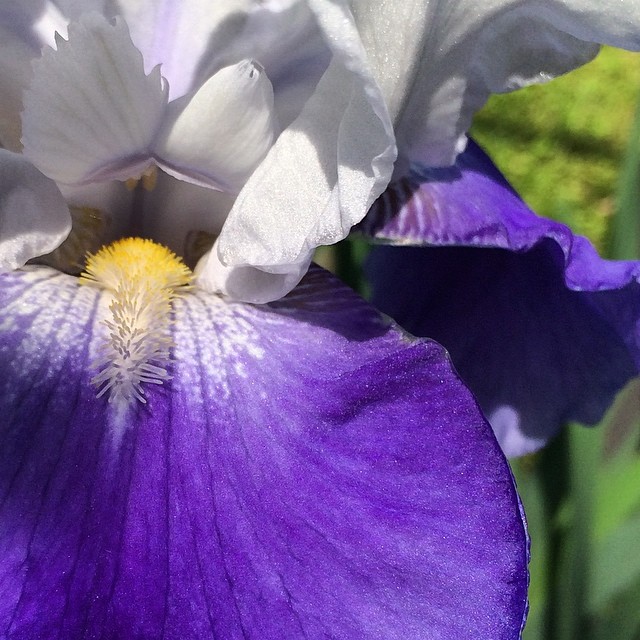 #extremecloseup of a giant #iris in grandma's garden. #vscocam is no joke