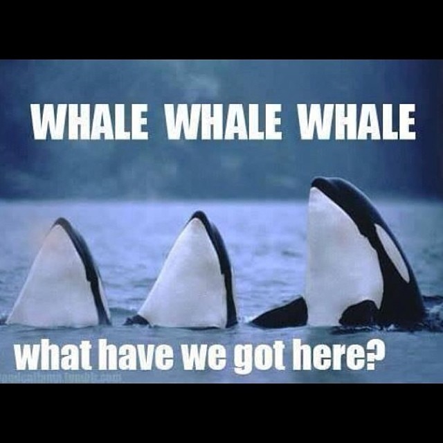 I can't stop laughing at this  #suchadork #ilovepuns #whalewhalewhale