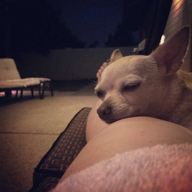 Someone is a tuckered little pup after her pool adventure  #nightswimming #chihuahua #sleepypup #chisofinstagram