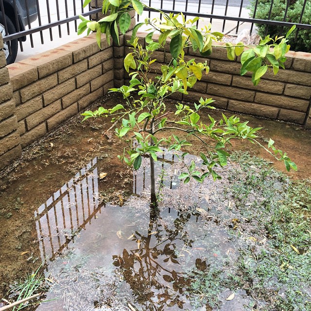 Aftermath of the #phoenixflood. Not too bad. The pool didn't overflow, and my one solitary orange survived the chaos. Maybe my front yard will spring back to life with all the water ️ #arizona #azflood #recordrainfall #desertflood